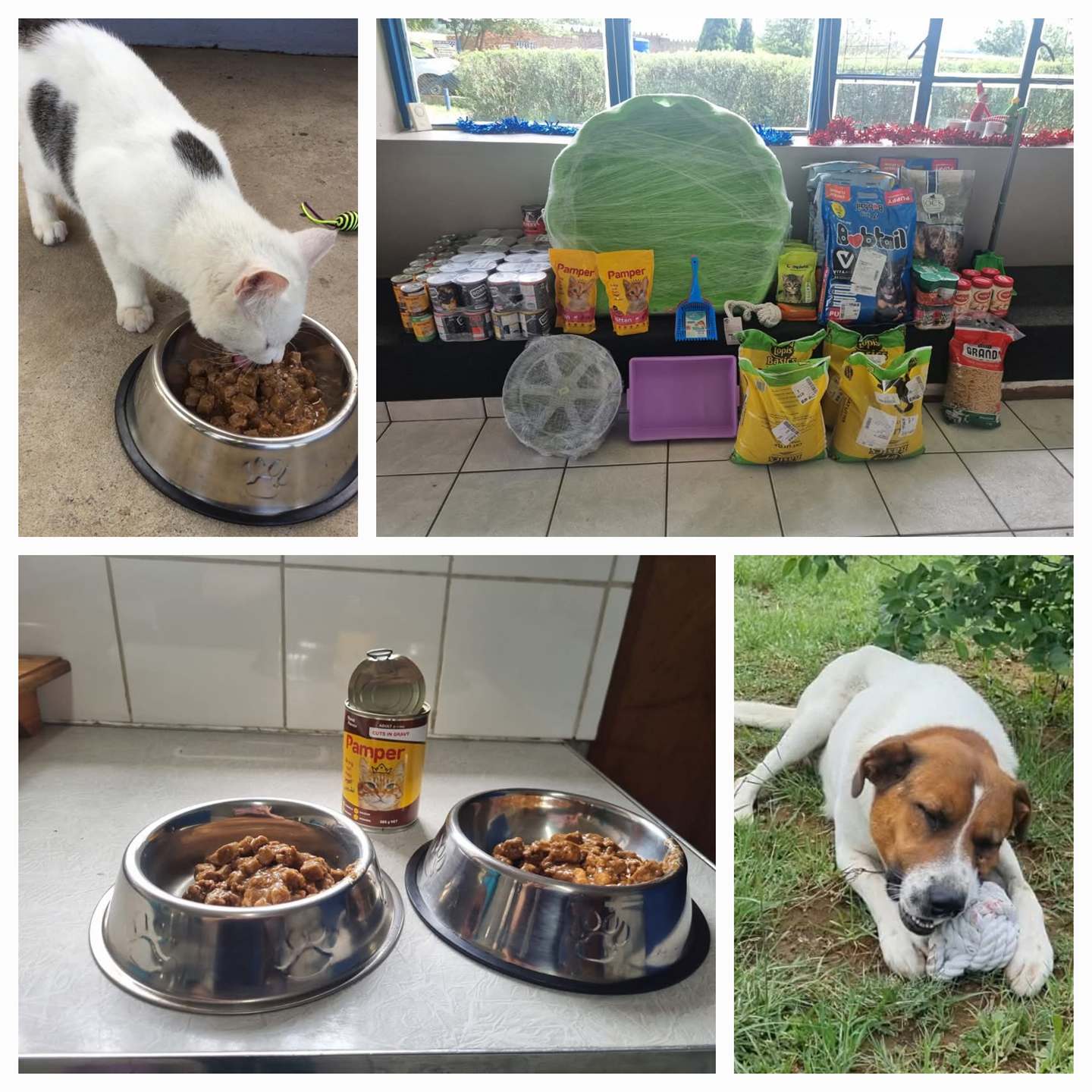 SPCA Witbank